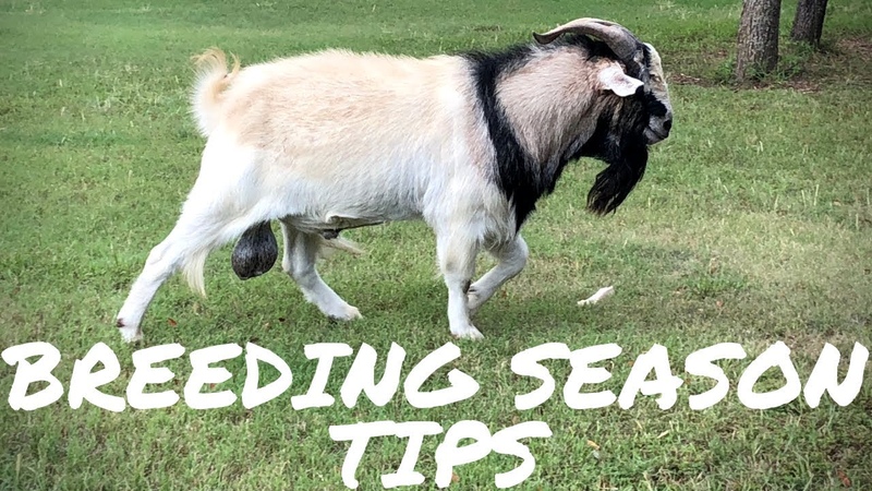 My Top Tips for a Successful Goat Breeding
