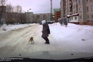 Четвероногий пешеход.