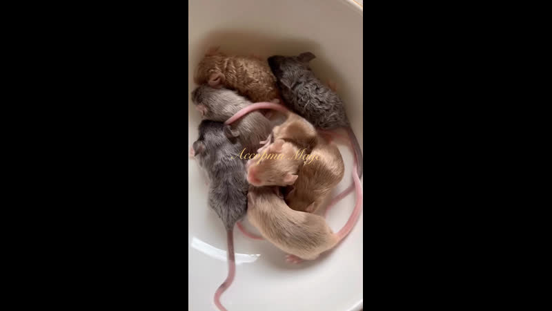 Чистюльки золотульки