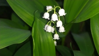 Flowers nature spring grass green