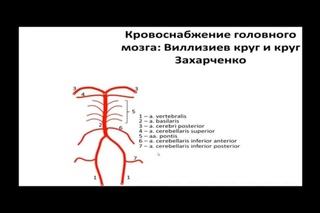 Кровоснабжение головного мозга.  Виллизиев круг