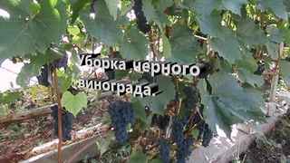 Уборка черного винограда.Сад Зауралья.