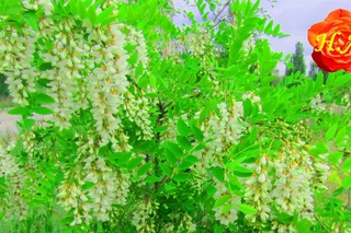 Запах цветущих акаций ветер, как шлейф, развевает...🌸 🌺
