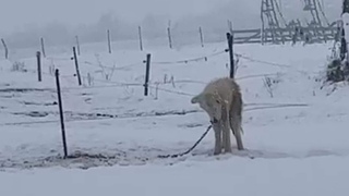 His Nose Is Runny, Freezing Nearly Collapsed But He Still Waited For His Owner Who Already Ran Away!
