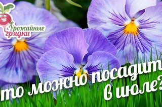 Что можно посадить в июле? Урожайные грядки