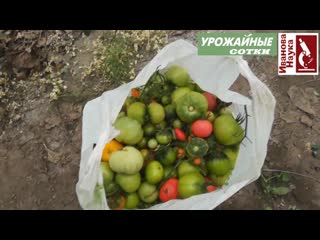 Культура томата завершена. Что делать дальше? Ботву томатов и картофеля - в дело!