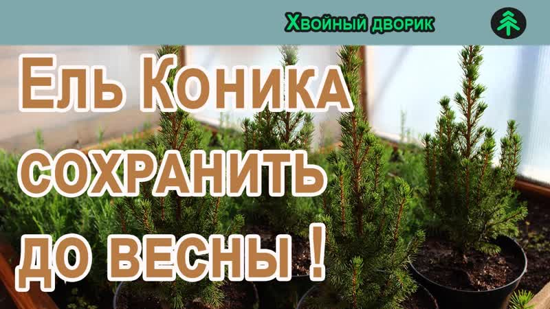 Как сохранить подарок из супермаркета Ель канадская