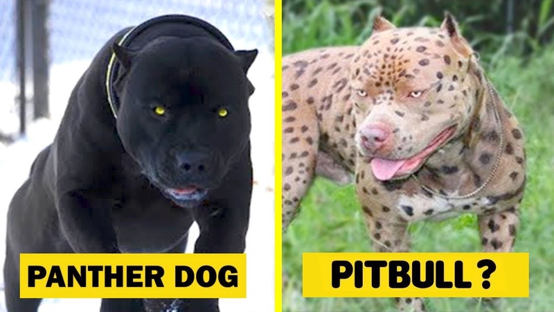 15 Rarest Dog Breeds In The