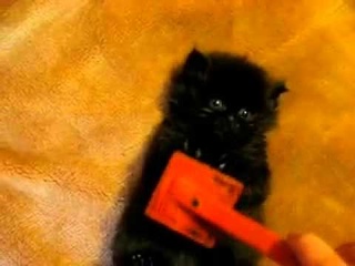 Чёрный котёночек ^^ маленькая чёрная тучка))))