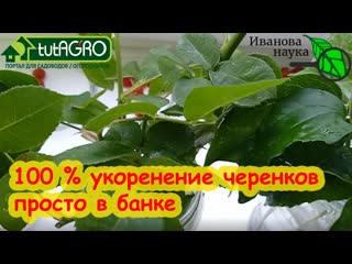 100 % УКОРЕНЕНИЕ ЧЕРЕНКОВ РОЗ ПРЯМО В БАНКЕ. 3 секрета крепких черенков. Размножайте розы сами!