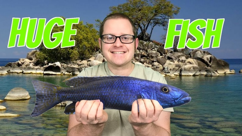 TOP 10 Biggest African Cichlid Fish In The World, These Malawi Cichlids Are