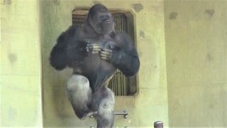 50 Gorilla  drumming50beat  Best Shabani