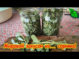 НЕ СОРНЯК, А НАЧИНКА ДЛЯ ЧЕБУРЕКОВ! Готовим мировую закуску из этого надоедливого сорняка!