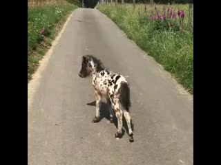 horse.lovey_20200603_194947_0.mp4