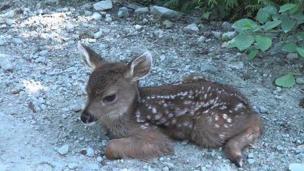 Baby Deer calls Logger