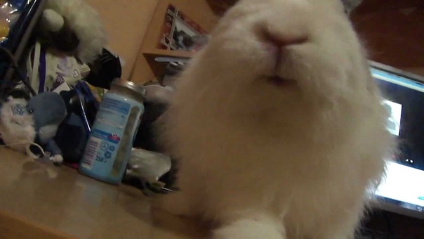 mils rabbit eating kinder