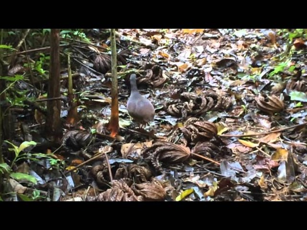 Slaty breasted Tinamou, Серогорлый криптуреллус, Crypturellus