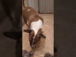 Наши любимые покупатели❤ Эсенька дегустирует корма😋👍
