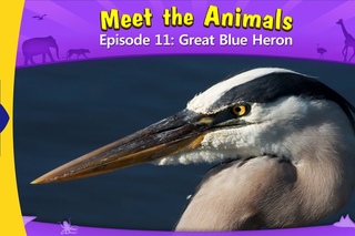 Meet the Animals 11 | Great Blue Heron | Wild Animals | Little Fox | Animated Stories for Kids