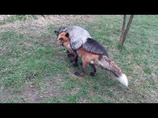Лиса подкатывает к лису