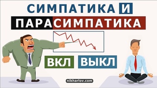 Симпатическая нервная система и Парасимпатическая нервная система: Влияние на внутренние органы
