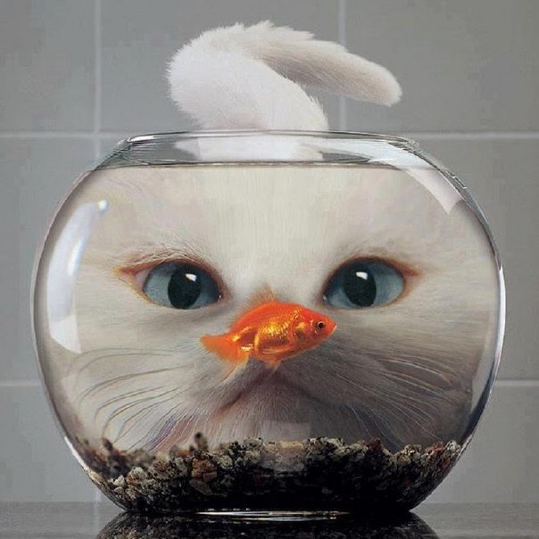 Кот и рыба картинки