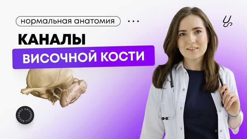 Анатомия, Как выучить каналы височной