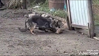 Бешеная лиса напала на собак.