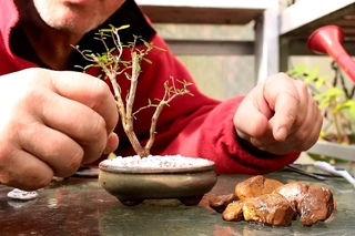 Starting Three New Bonsai Trees!