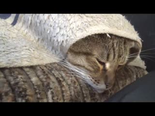 Барсик греется под пледом