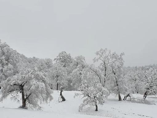 деревья зимой. зима деревья. красивый зимний лес. деревья в снегу. Snow fell.