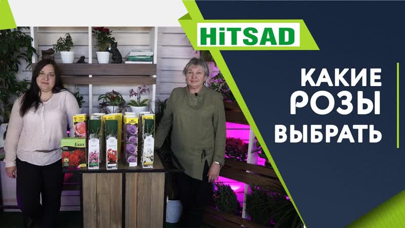 КАКИЕ РОЗЫ Выбрать ТОП Вопросы о Розах Советы от Хитсад ТВ