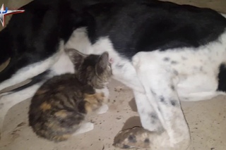 Собака кормит котенка dog feeds the kitten