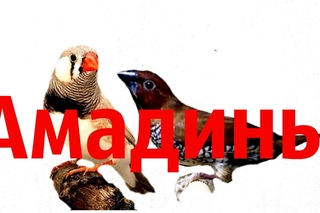 Домашние животные. АМАДИНЫ (Зебровая и Чешуйчатая)