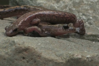 Fischer's clawed salamander / Уссурийский когтистый тритон / Onychodactylus fischeri