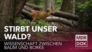 Stirbt unser Wald? Wissenschaft zwischen Baum und Borke | MDR Wissen