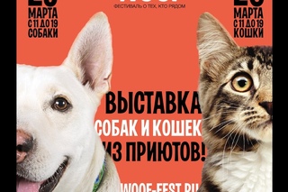 Репортаж о благотворительном фестивале Woof в ArtPlay
