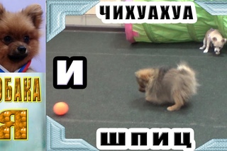 Cоциализация. Ребятки занимались теперь отдыхают и играют.