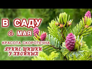 ХВОЙНЫЕ В САДУ. ПИХТА БЛЮ ЭМПЕРОР, АКРОКОНА, РОЗЕОСПИКАТА, ПИХТА КОРЕЙСКАЯ, ЕЛЬ СЕРБСКАЯ ПЕНДУЛА