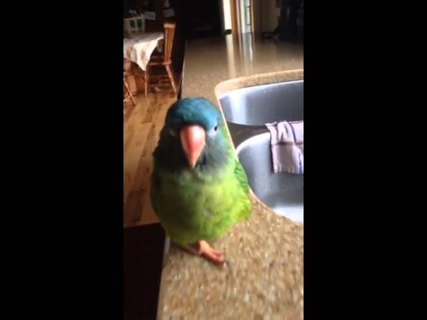 Valor blue crowned conure showering and
