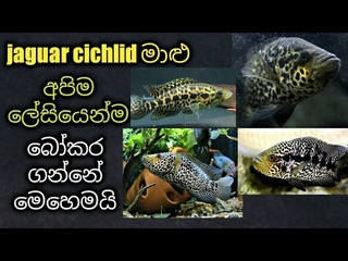 Jaguar cichlid   jaguar cichlid breeding