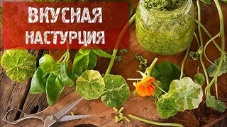 ВКУСНАЯ НАСТУРЦИЯ