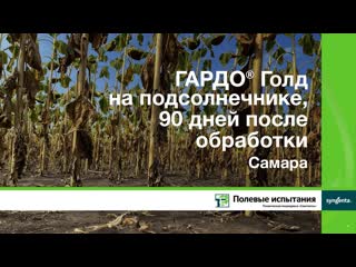 ГАРДО Голд на подсолнечнике, 90 дней после обработки, Самара