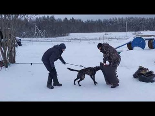 Голландская овчарка (Хердер) в подготовке к Мондиорингу