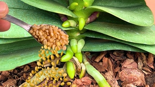 Sprinkle 1 spoon on the root, weak orchids will thrive