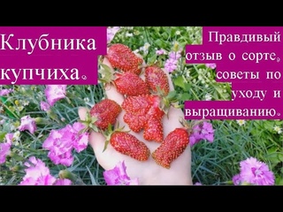 Клубника купчиха. Правдивый отзыв о сорте, советы по уходу и выращиванию.