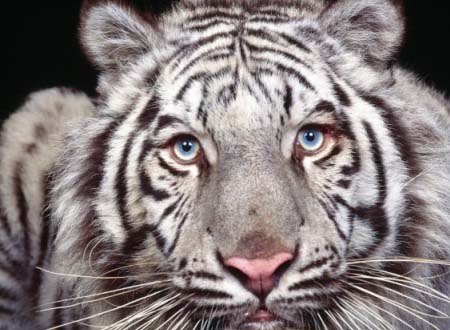 Сергей Шибитов | Волгоград