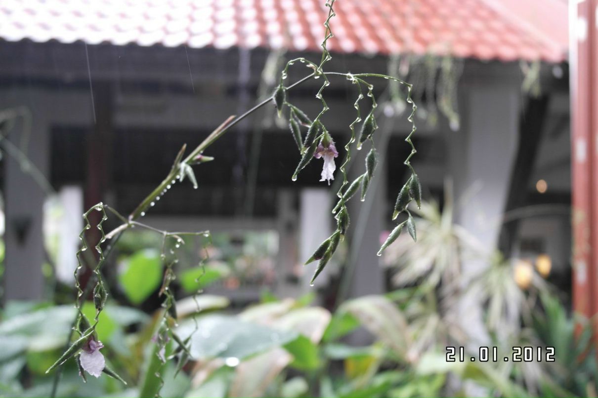 Светлана Мазурок | Санкт-Петербург