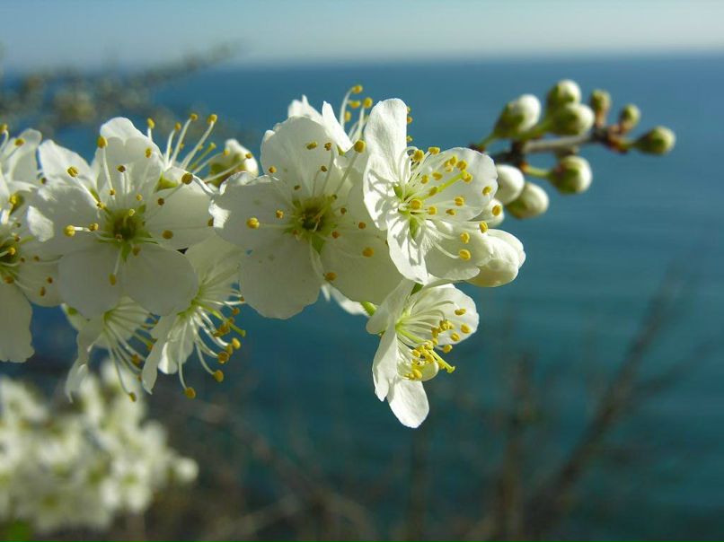 Наталья Ганиева | Tokyo
