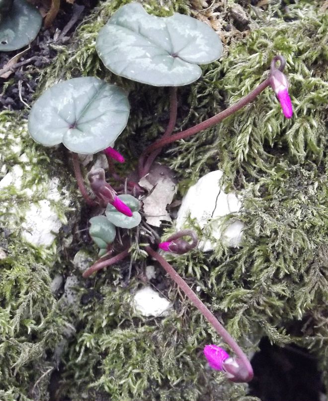 Анна Харитонова-Танковская | Санкт-Петербург